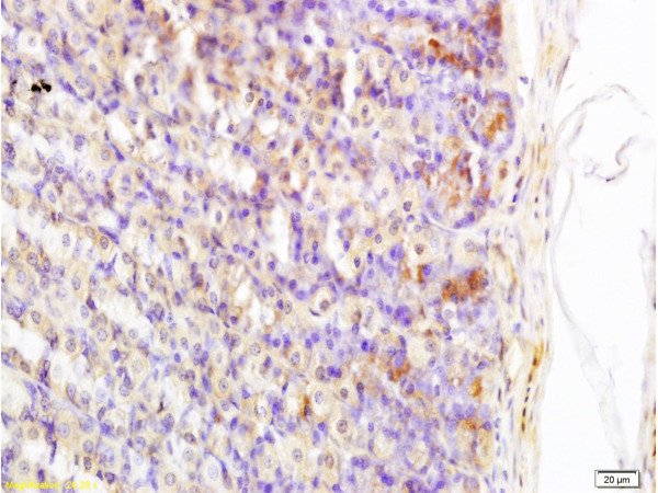 Somatostatin Antibody in Immunohistochemistry (Paraffin) (IHC (P))