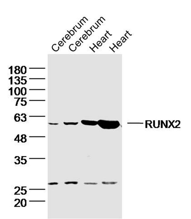 RUNX1/RUNX2 Antibody in Western Blot (WB)