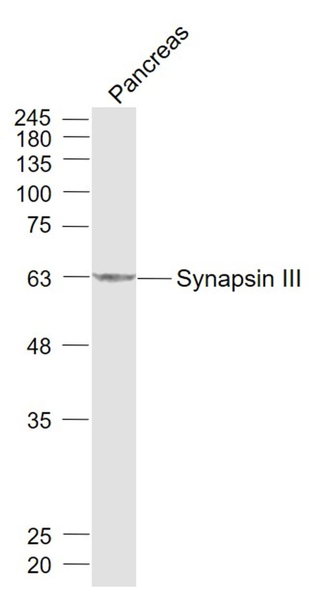 Synapsin 3 Antibody in Western Blot (WB)