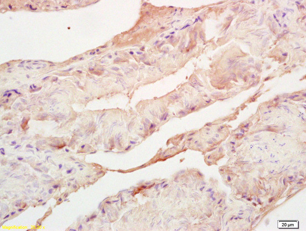 Adrenodoxin Antibody in Immunohistochemistry (Paraffin) (IHC (P))