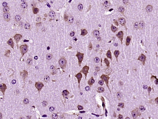 Dscam Antibody in Immunohistochemistry (Paraffin) (IHC (P))