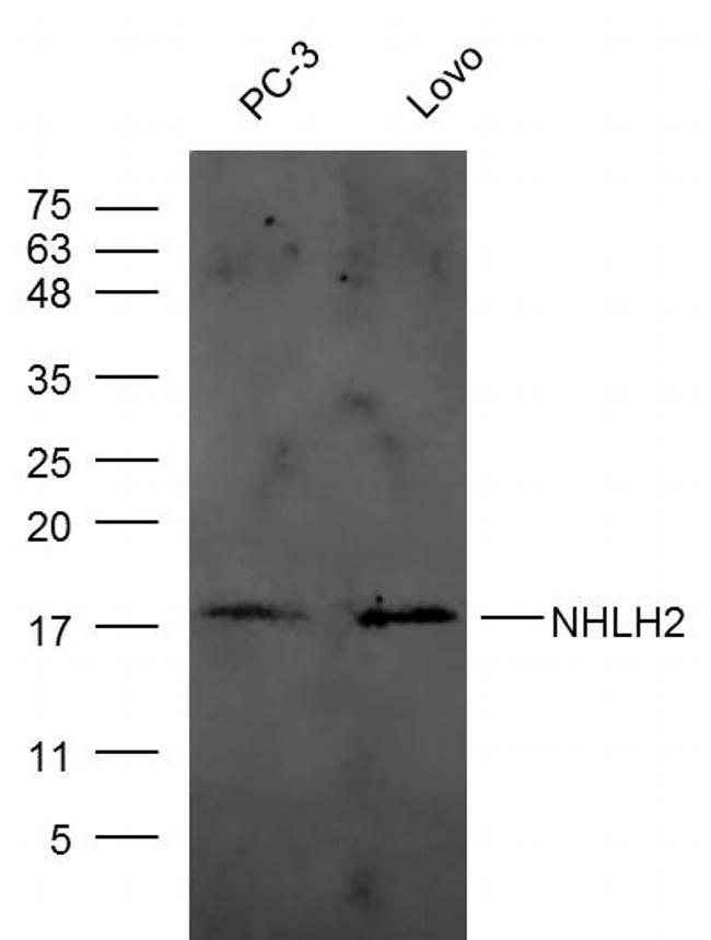 NHLH2 Antibody in Western Blot (WB)