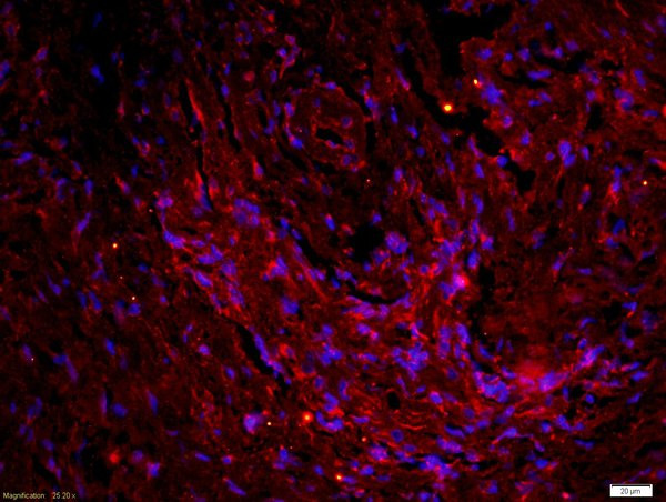 QRFP Antibody in Immunohistochemistry (Paraffin) (IHC (P))