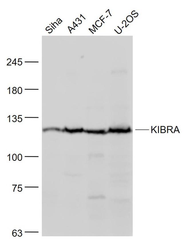 KIBRA Antibody in Western Blot (WB)