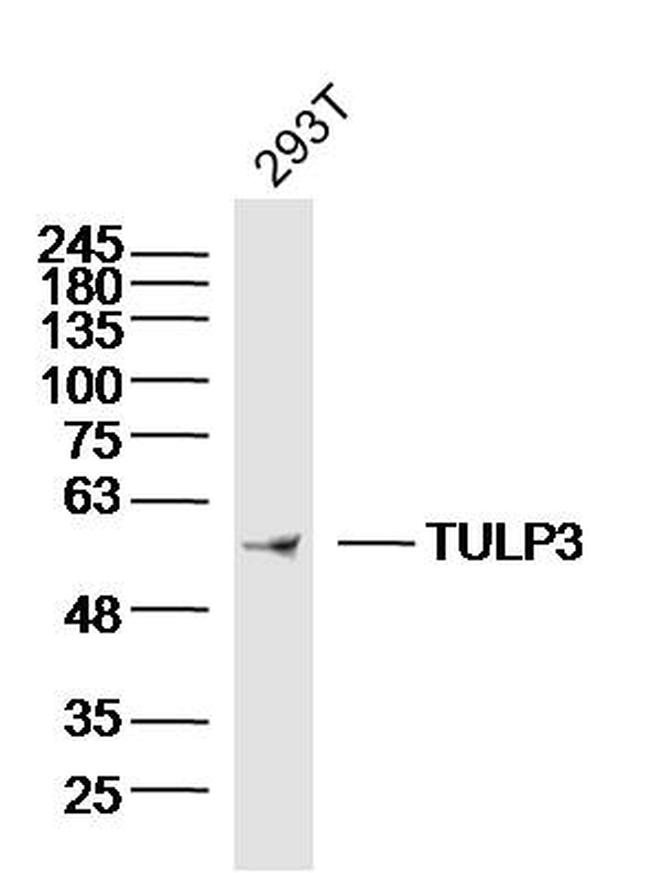 TULP3 Antibody in Western Blot (WB)