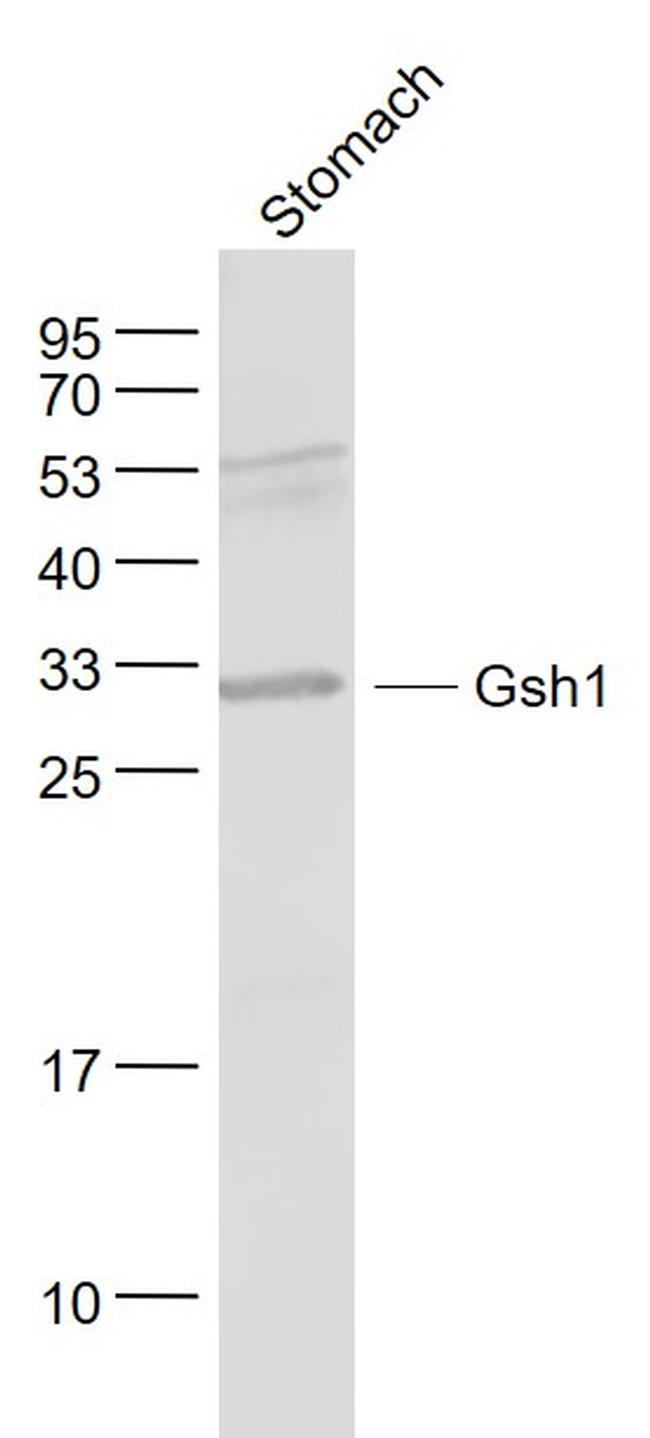 Gsh1 Antibody in Western Blot (WB)