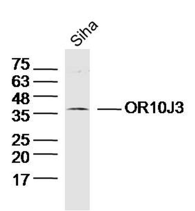OR10J3 Antibody in Western Blot (WB)