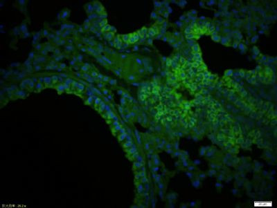 CTRP5 Antibody in Immunohistochemistry (Paraffin) (IHC (P))