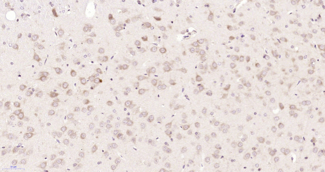 SPG3A/Atlastin Antibody in Immunohistochemistry (Paraffin) (IHC (P))