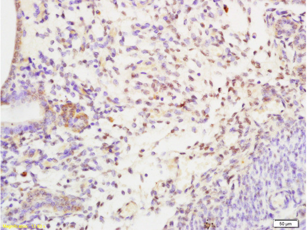 SHBG Antibody in Immunohistochemistry (Paraffin) (IHC (P))