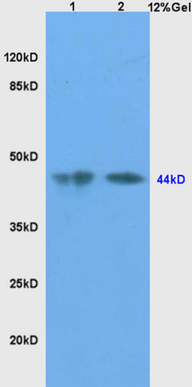 SHBG Antibody in Western Blot (WB)