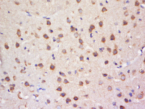 SULT4A1 Antibody in Immunohistochemistry (Paraffin) (IHC (P))