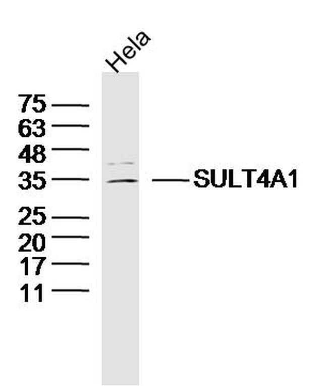 SULT4A1 Antibody in Western Blot (WB)