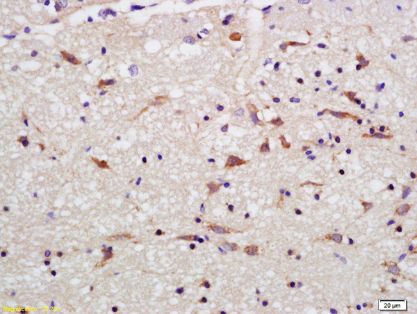 OPA1 Antibody in Immunohistochemistry (Paraffin) (IHC (P))