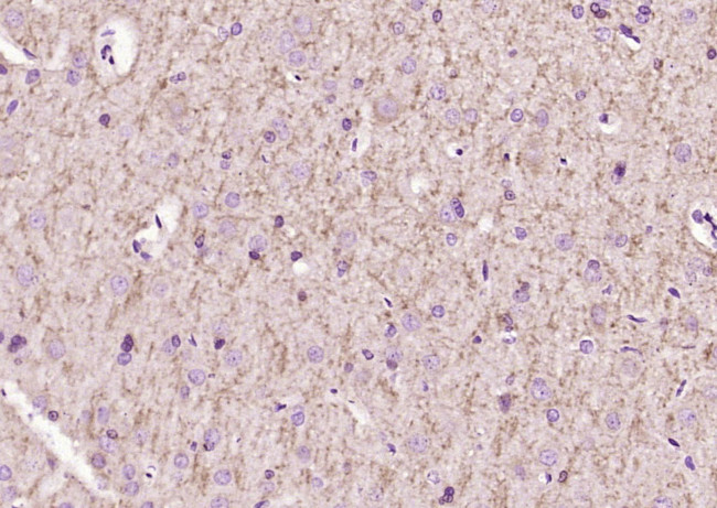 Lingo-1 Antibody in Immunohistochemistry (Paraffin) (IHC (P))