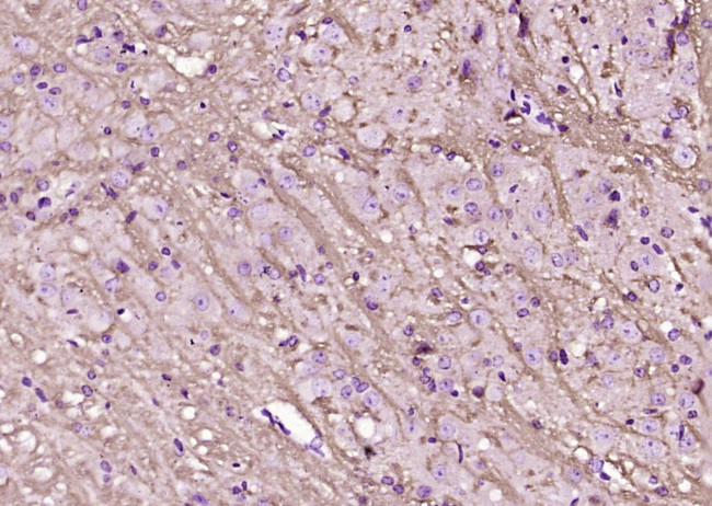 Lingo-1 Antibody in Immunohistochemistry (Paraffin) (IHC (P))