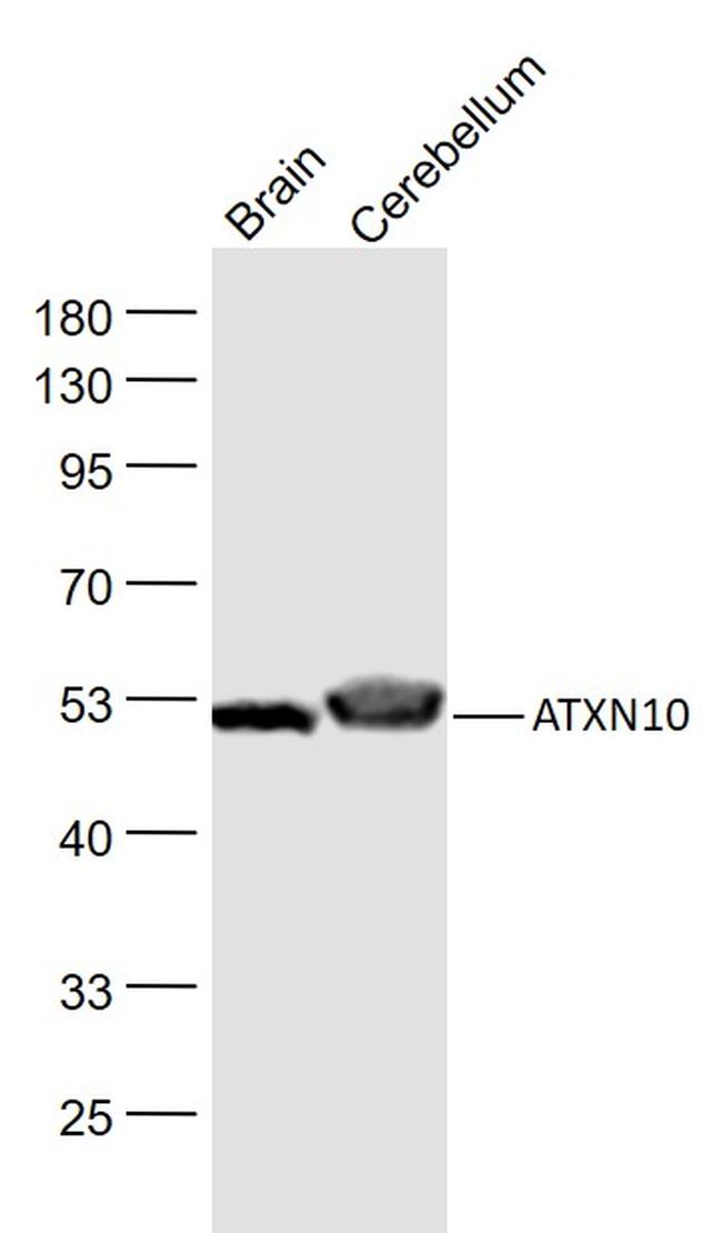 ATXN10/SCA10 Antibody in Western Blot (WB)