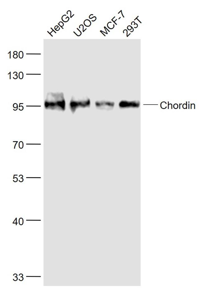 Chordin Antibody in Western Blot (WB)