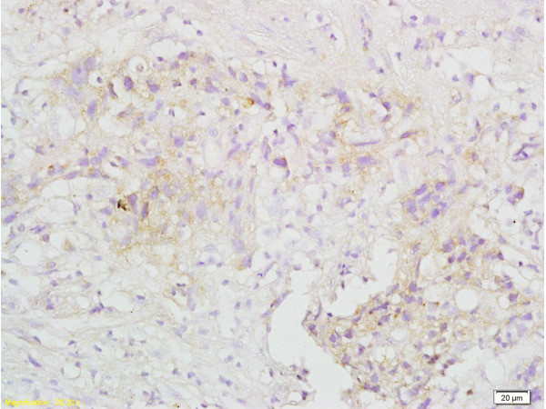 TRAF3 Antibody in Immunohistochemistry (Paraffin) (IHC (P))