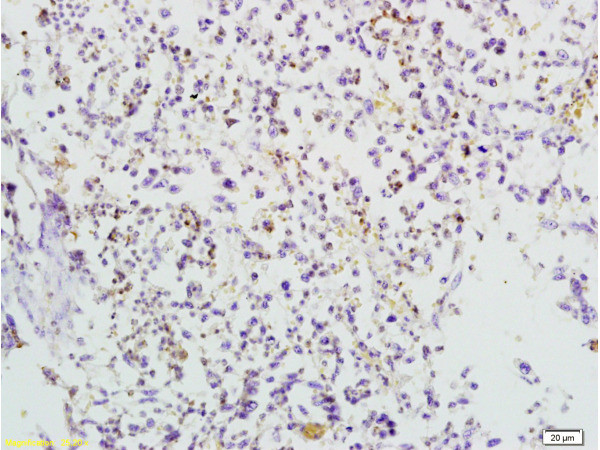 TRAF3 Antibody in Immunohistochemistry (Paraffin) (IHC (P))