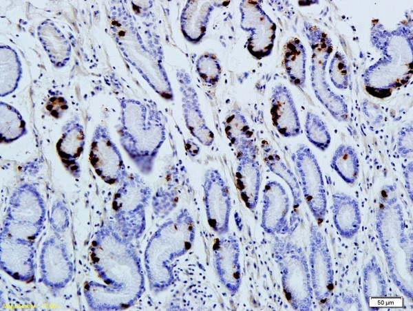 Gastrin Antibody in Immunohistochemistry (Paraffin) (IHC (P))