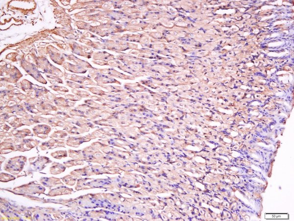 Gastrin Antibody in Immunohistochemistry (Paraffin) (IHC (P))