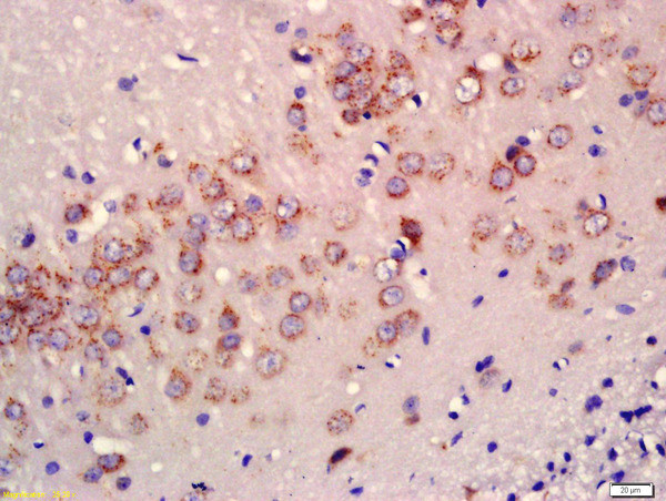 NRG1 Antibody in Immunohistochemistry (Paraffin) (IHC (P))