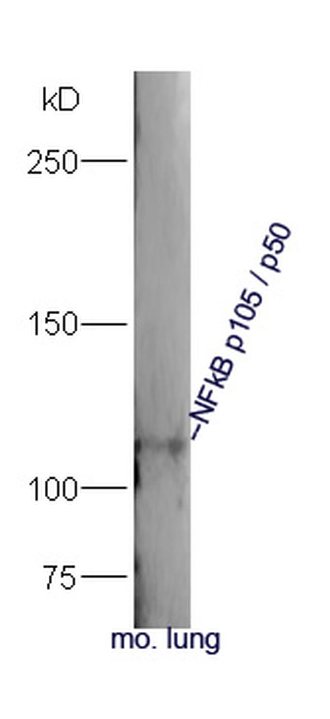 NFkB p105/p50 Antibody in Western Blot (WB)