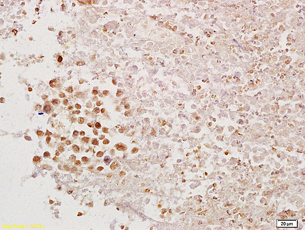 PAX1 Antibody in Immunohistochemistry (Paraffin) (IHC (P))