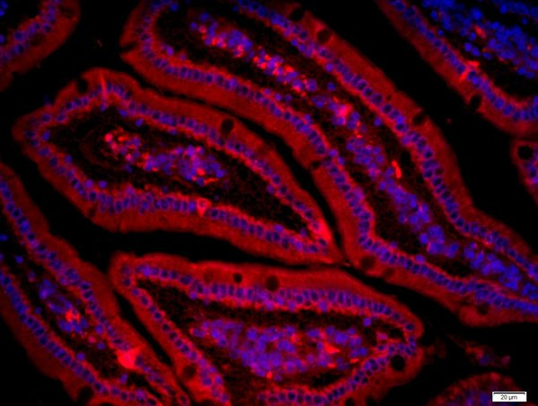 GluA4/Ionotropic Glutamate receptor 4 Antibody in Immunohistochemistry (Paraffin) (IHC (P))