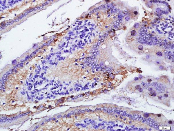 GluA4/Ionotropic Glutamate receptor 4 Antibody in Immunohistochemistry (Paraffin) (IHC (P))