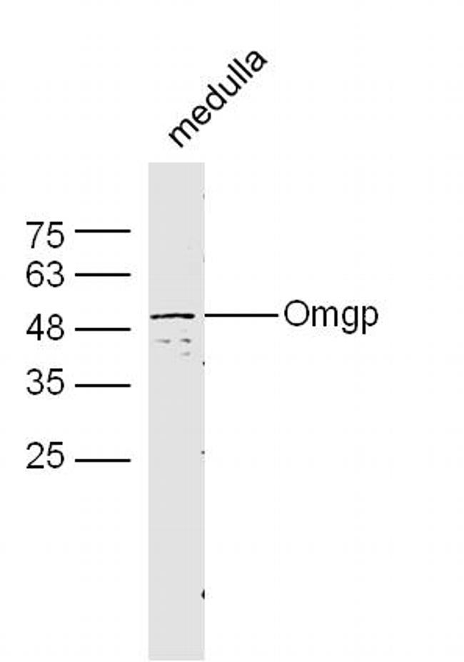 Omgp Antibody in Western Blot (WB)