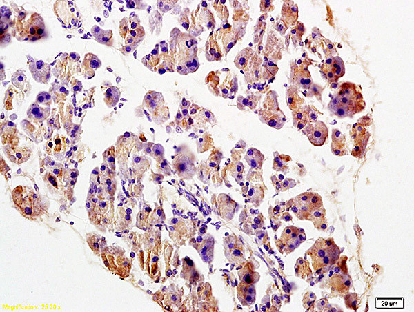 TRADD Antibody in Immunohistochemistry (Paraffin) (IHC (P))