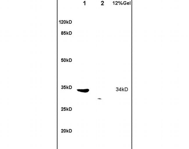 TRADD Antibody in Western Blot (WB)