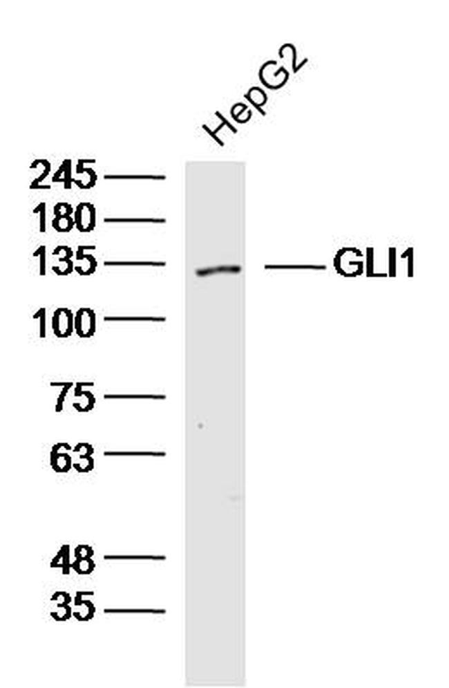 GLI1 Antibody in Western Blot (WB)