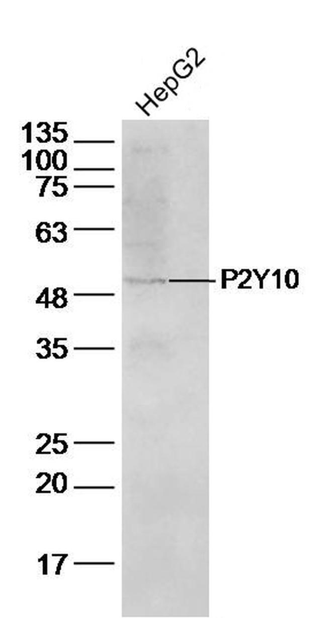 P2Y10 Antibody in Western Blot (WB)