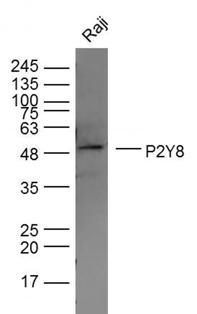 P2Y8 Antibody in Western Blot (WB)