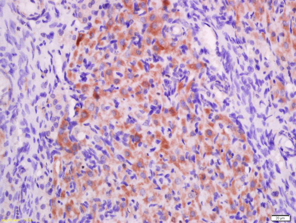 P2Y9 Antibody in Immunohistochemistry (Paraffin) (IHC (P))