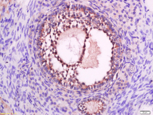 P2Y9 Antibody in Immunohistochemistry (Paraffin) (IHC (P))