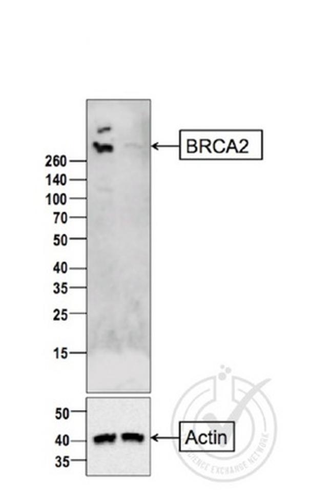 BRCA2 Antibody in Western Blot (WB)