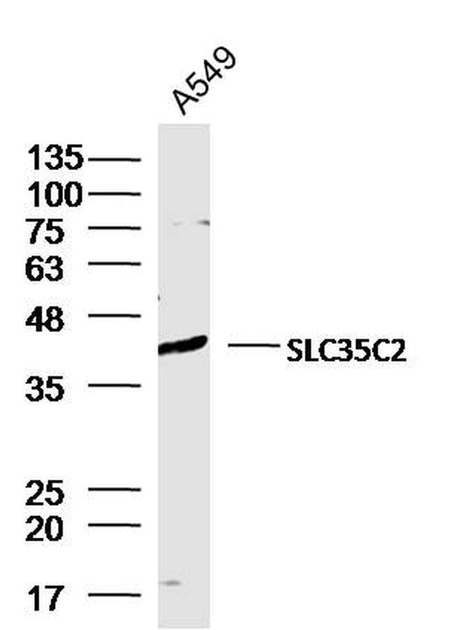 SLC35C2 Antibody in Western Blot (WB)