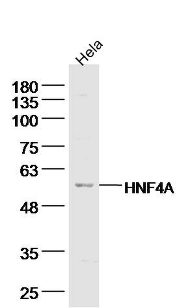 TRAF2 Antibody in Western Blot (WB)