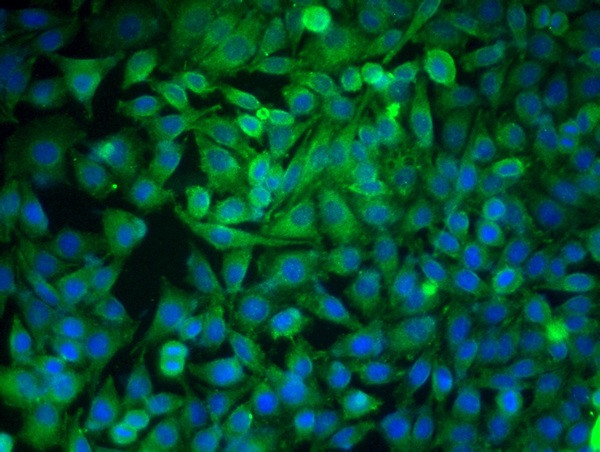 GRP78 Antibody in Immunocytochemistry (ICC/IF)