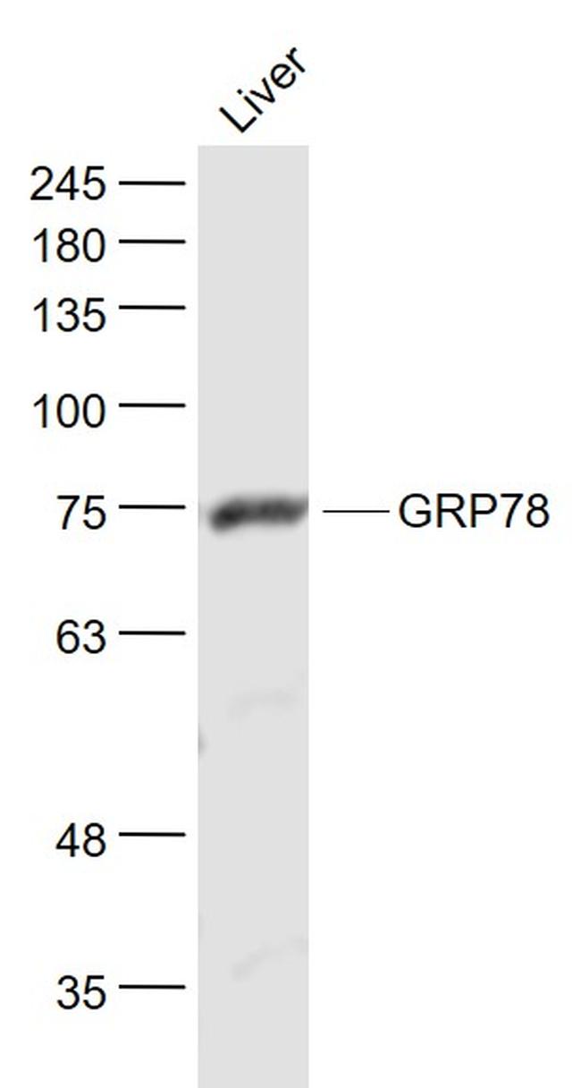 GRP78 Antibody in Western Blot (WB)