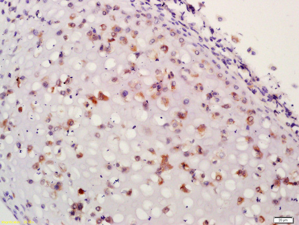 Aggrecan core protein 1 Antibody in Immunohistochemistry (Paraffin) (IHC (P))