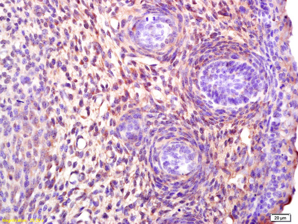 Stella/DPPA3 Antibody in Immunohistochemistry (Paraffin) (IHC (P))