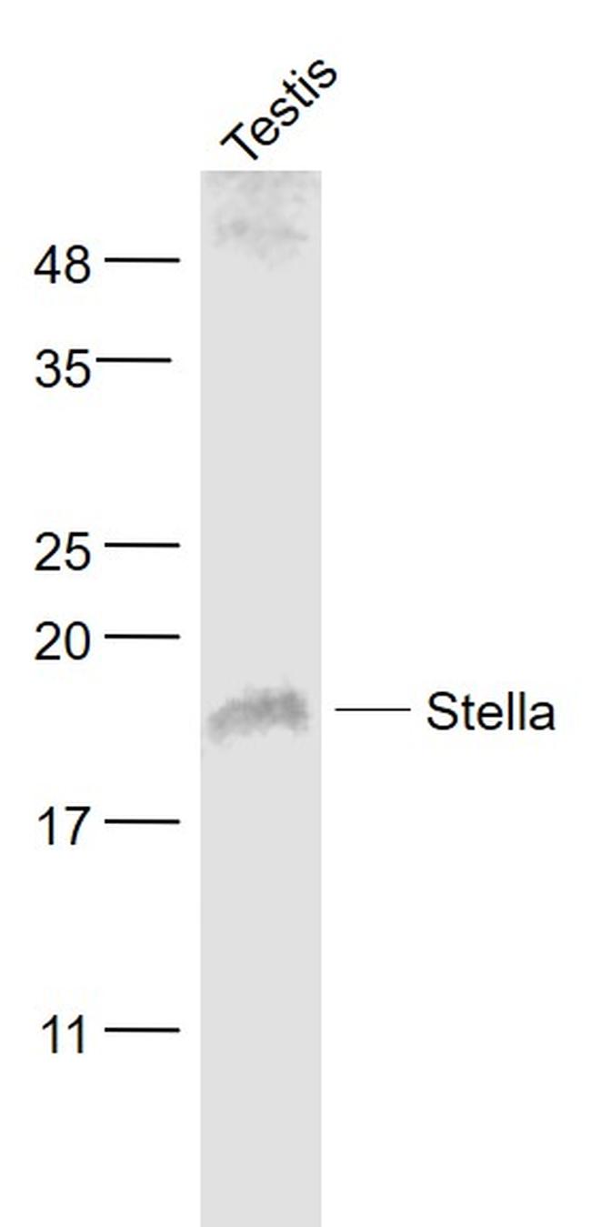 Stella/DPPA3 Antibody in Western Blot (WB)