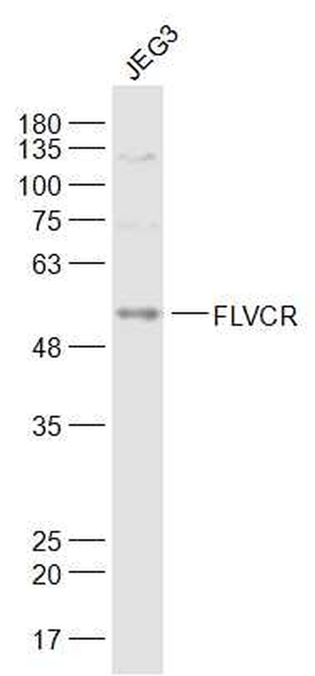 FLVCR Antibody in Western Blot (WB)