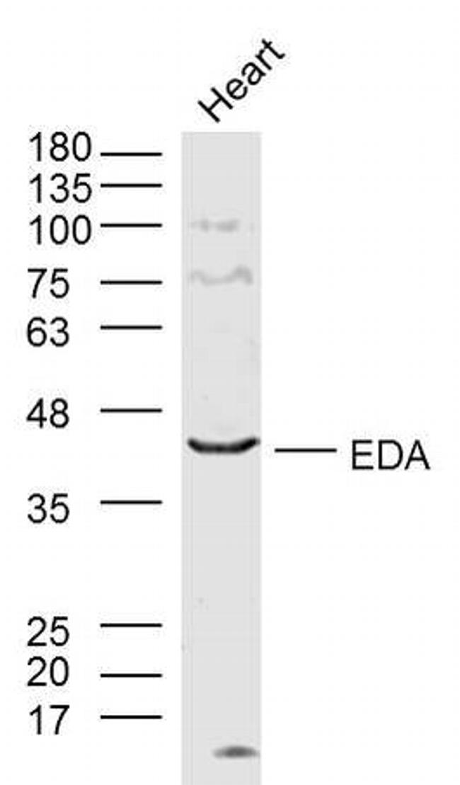 EDA/Ectodermal dysplasia protein Antibody in Western Blot (WB)