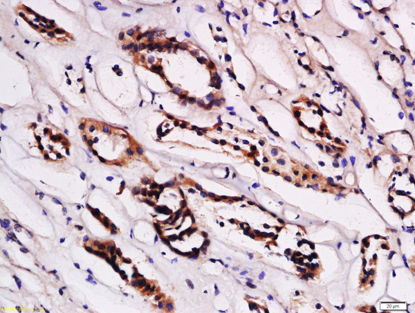 STRA6 Antibody in Immunohistochemistry (Paraffin) (IHC (P))